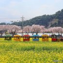 맹방유채꽃마을 | 강원도 삼척 가볼만한곳 맹방유채꽃마을 축제 볼거리