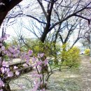 고향의 봄 이미지