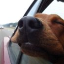 천지추 애견샵 이미지