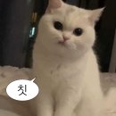 전국 최대 규모라 하는 솔로파티 "효스타임" 도파민 러버의 방문기