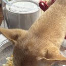 퍼스널댕댕 이미지