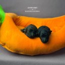 토이켄넬 이미지