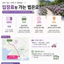 통영조선호텔 | 통영 광도천 수국꽃길 무료 수변 수국 산책로 총정리