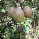 호랭이농장 이미지