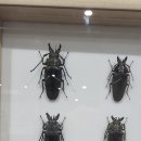 아쿠아비스트 | 다흑 X 아쿠아플라넷 곤충전시회 후기