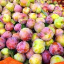 봉자농장 이미지