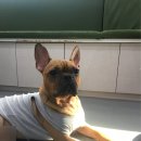 강아지정류장 이미지