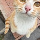 산내음 물소리 이미지