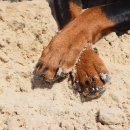 (주)산강아지 이미지