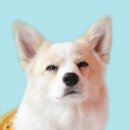 더줌스튜디오