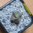 금호농약사 이미지