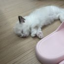 가람동물병원 | [청주 미유펫 / 가람동물병원] 고양이 내장칩 후기(+동물등록증 발급)