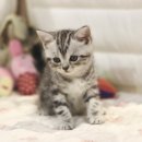 도레미캣 이미지