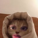 센터마크 Daum카페