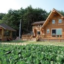 숲속통나무 이미지