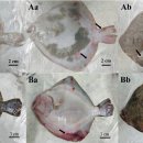 터봇의 급성 출혈병(turbot acute hemorrahge disease. THAD) 관련 circovirus 이미지