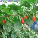 구기자 약초시장 이미지