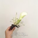 [예식진행/후기] 10월 14일 #폴라렉스웨딩홀 #주례없는예식 ♥웨딩채널 부산웨딩플래너하지혜추천♥