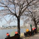 영화천 | 수원 벚꽃 명소 만석공원에서 제대로 벚꽃 구경하고 왔어요~(3/31 벚꽃 만개 상황 포함!)