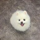 아이그루밍 | 천안 노견 아이도 편안했던 코코그루밍 방문 후기 🐶🛁