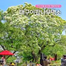 교향리 | 대구 5월 꽃구경 명소 교향리 이팝나무 개화 상황