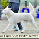 훈이애견