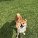 돌담펫호텔 이미지