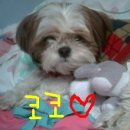 우리코코