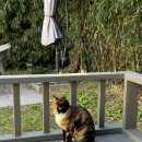 경포저류지 | 강릉 반려견 산책코스 🌿 경포생태저류지 &amp; 초당버거