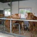 거제해맞이 이미지