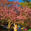 불국사관광안내소 | 경주 겹벚꽃 명소 불국사 실시간 개화현황 주차