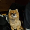 힐링몽냥 이미지