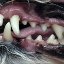 다산동물병원 이미지