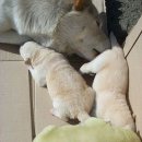 손양주유소 이미지