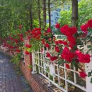 사랑이꽃피는작은도서관 이미지