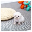 청림동-1 | 청림동 강아지분양, 이동분양과 사후관리 서비스로 안심한 반려 생활