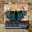 태안나비 이미지