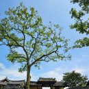 한개마을 관광안내소 | 대구근교 가볼만한곳 성주 한개마을/전통미가 아름다운 응와종택 25.07.18