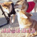 뽀시래기 이미지