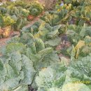 이동농장 이미지