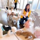 전주애견유치원 고마워복실아 이미지