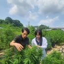 와이시드 조세일보