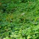 방가지똥[Asteraceae (국화과) ＞ Sonchus (방가지똥속) ＞ oleraceus (방가지똥)] 이미지