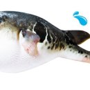 금리 오른 CMA 잘못 알면 독(毒) 이미지