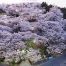 경남 사천 벚꽃축제 선진리성 벚꽃 명소 이미지