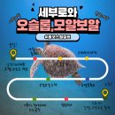 머지고래 이미지