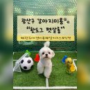 댕댕이살롱 | 첨단애견미용 잘하는곳 찾았다! 🐶 핫도그 펫살롱 솔직 후기,강아지 미용 고민 끝! 광주광산구 애견미용...