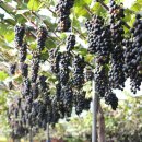 박사골농장 이미지