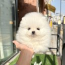 퍼피베베 | 일산강아지분양 고양 덕양구 삼송동 퍼피베베 위치 가격 후기