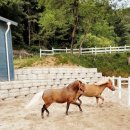 송곡승마교육원 이미지